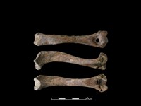 狗骨藏品圖，第1張