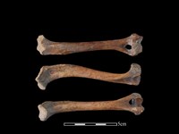 狗骨藏品圖，第1張