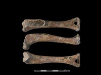 狗骨藏品圖，第1張