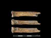 狗骨藏品圖，第1張