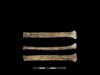 狗骨藏品圖，第1張