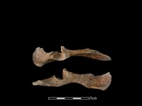 狗骨藏品圖，第1張