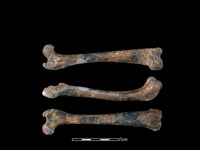 狗骨藏品圖，第1張