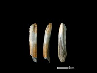 豬骨藏品圖，第1張