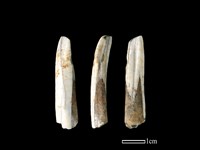 豬骨藏品圖，第1張