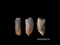 豬骨藏品圖，第1張