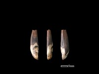 豬骨藏品圖，第1張