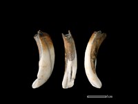 豬骨藏品圖，第1張