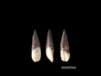 豬骨藏品圖，第1張