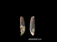 豬骨藏品圖，第1張