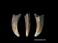 豬骨藏品圖，第1張