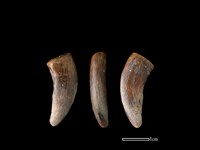 豬骨藏品圖，第1張