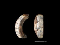 豬骨藏品圖，第1張