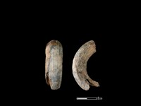 豬骨藏品圖，第1張