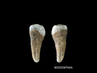 豬骨藏品圖，第1張