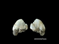 豬骨藏品圖，第1張