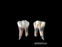 豬骨藏品圖，第1張