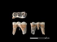 豬骨藏品圖，第1張