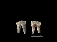 豬骨藏品圖，第1張