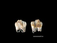 豬骨藏品圖，第1張