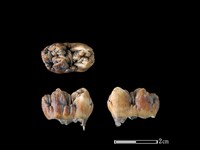 豬骨藏品圖，第1張