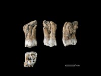 豬骨藏品圖，第1張