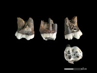 豬骨藏品圖，第1張