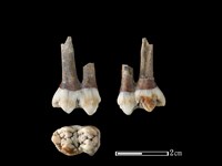 豬骨藏品圖，第1張