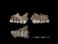 豬骨藏品圖，第1張