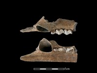 豬骨藏品圖，第1張