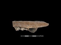 豬骨藏品圖，第2張