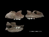 豬骨藏品圖，第1張