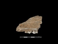 豬骨藏品圖，第2張