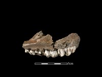 豬骨藏品圖，第2張