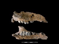 豬骨藏品圖，第1張