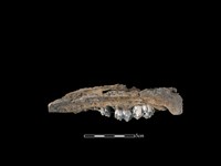 豬骨藏品圖，第2張