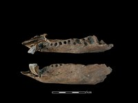 豬骨藏品圖，第1張