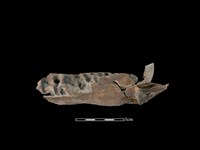 豬骨藏品圖，第2張