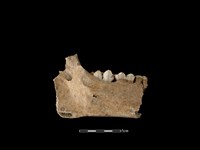 豬骨藏品圖，第2張