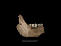 豬骨藏品圖，第2張