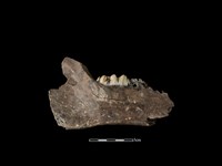 豬骨藏品圖，第2張