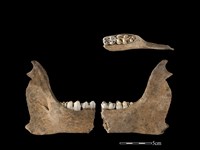 豬骨藏品圖，第1張