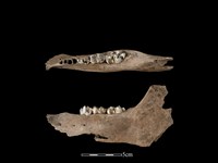 豬骨藏品圖，第1張