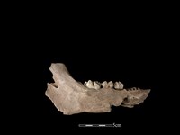 豬骨藏品圖，第2張