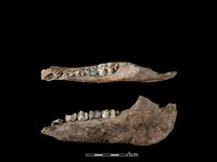 豬骨藏品圖，第1張