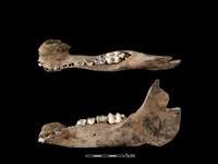 豬骨藏品圖，第1張