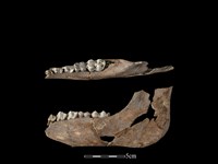 豬骨藏品圖，第1張