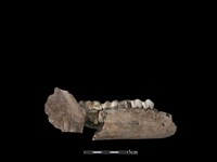 豬骨藏品圖，第2張