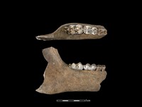 豬骨藏品圖，第1張