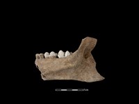 豬骨藏品圖，第2張